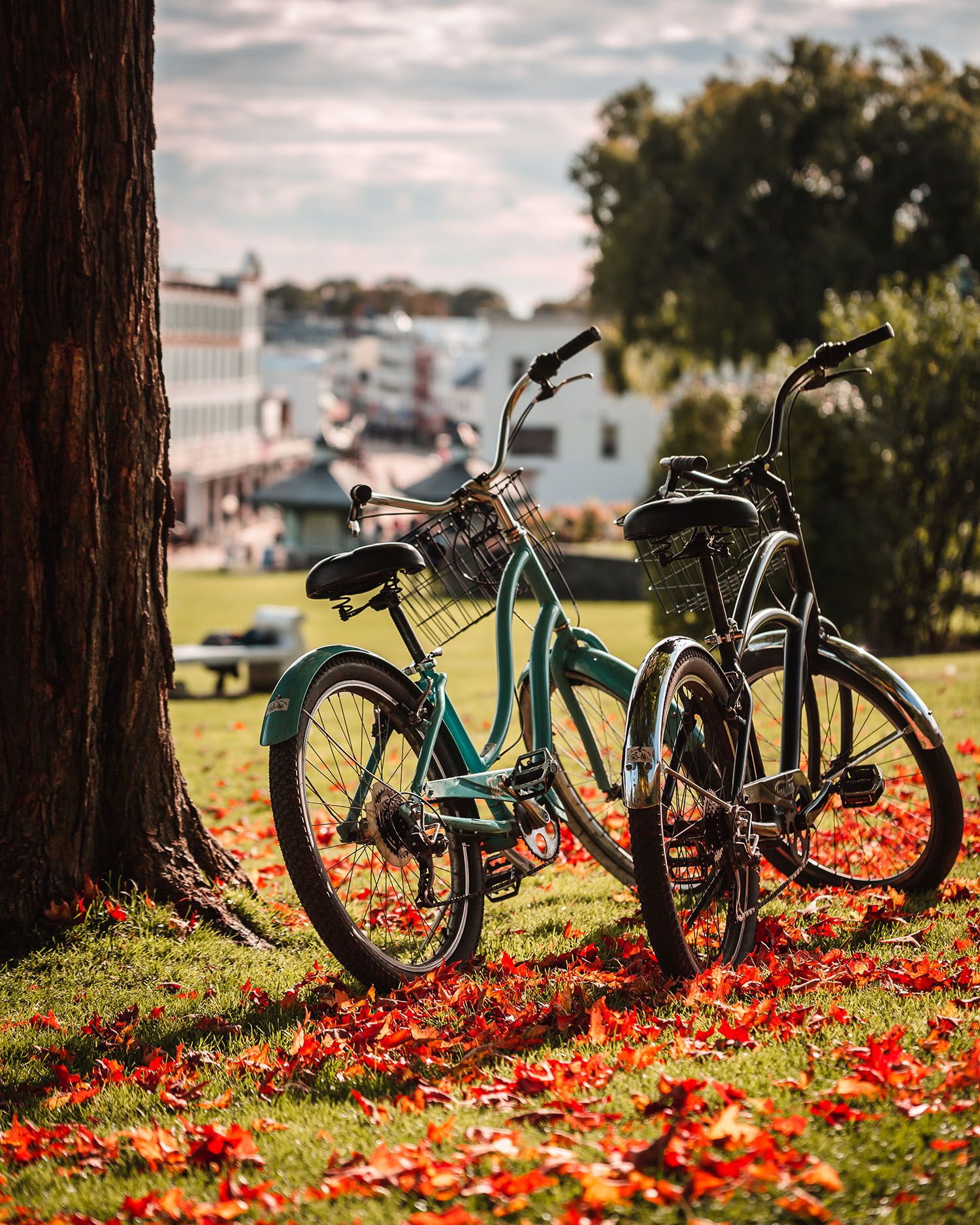 Two Bike parked under a fall tree on Mackinac Island