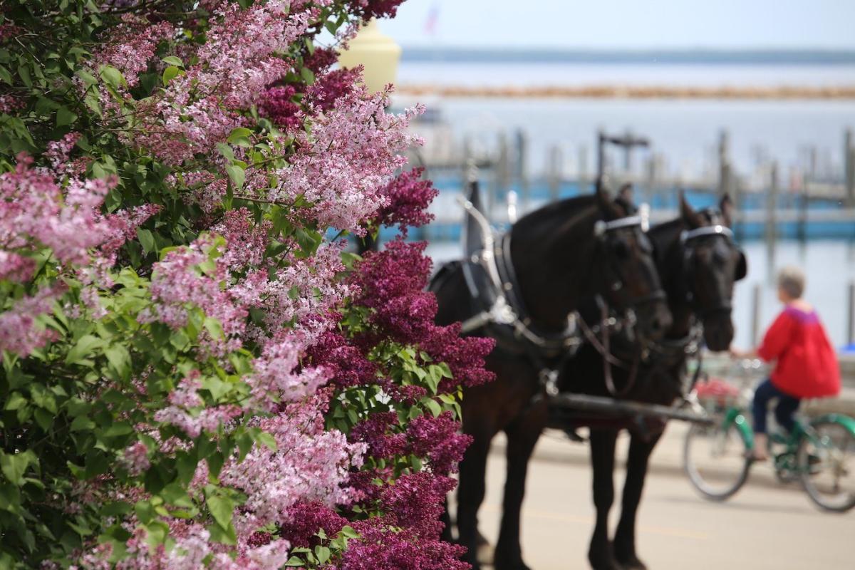 Lilacs in bloom and a carriage in the Lilac Festival Parade