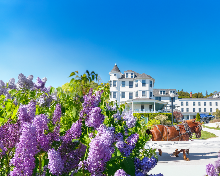 Lilacs surround the Island House Hotel on Mackinac Island
