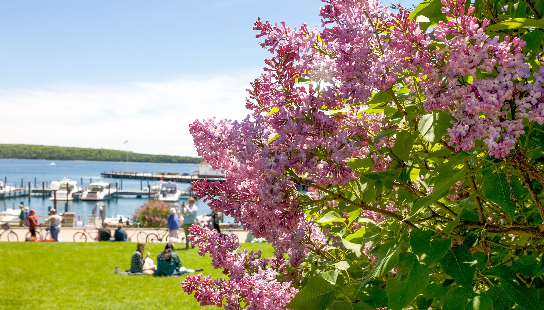 Marquette Park lilacs in bloom overlooking the marina