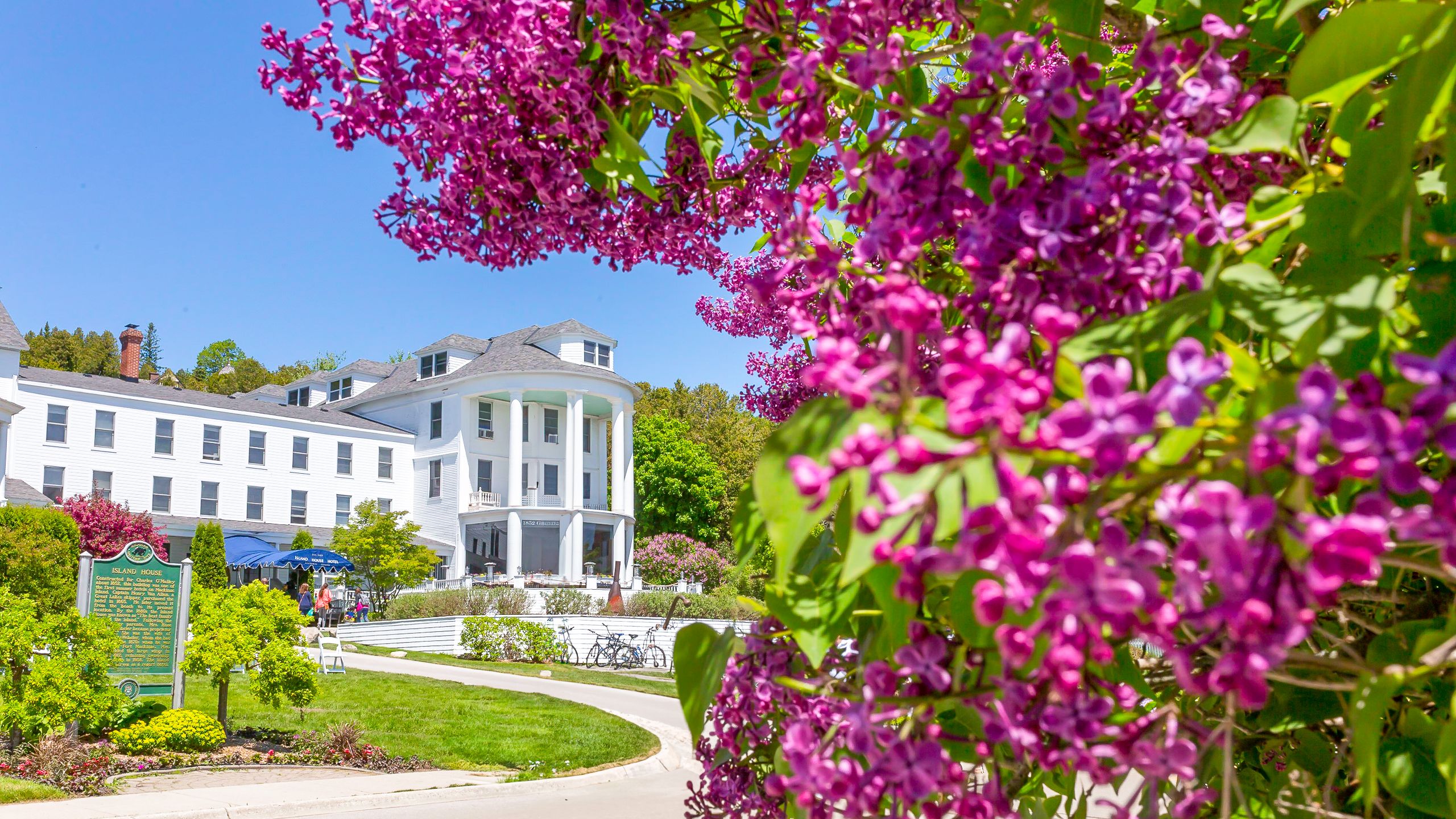 Lilacs in bloom right out front of the historic Island House Hotel